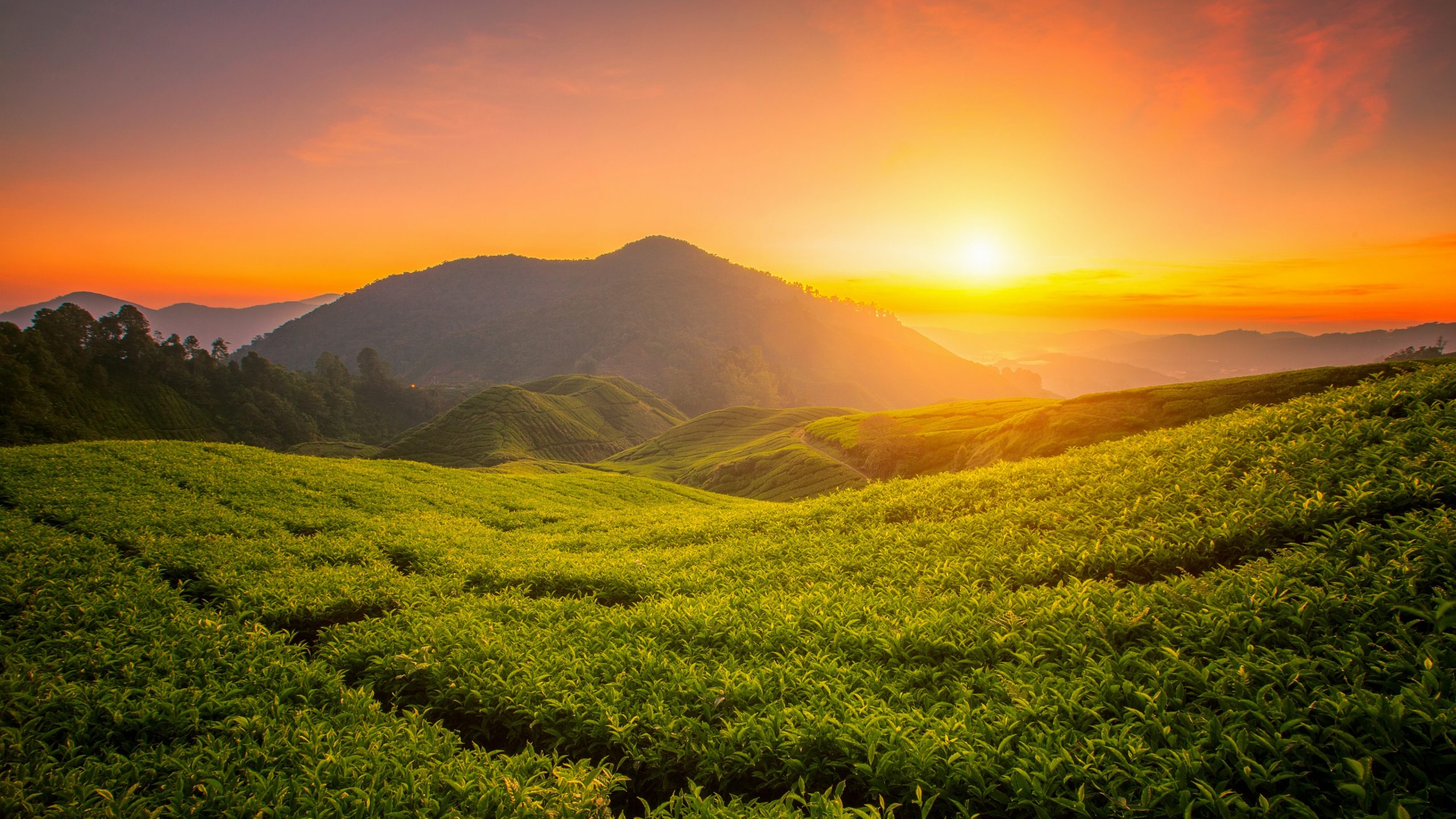tea form cameron highlands sunrise landscape hills 3840x2160 1357
